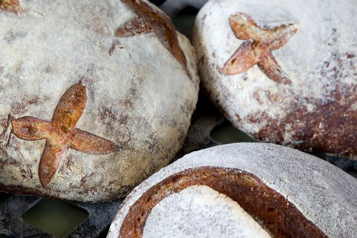 Photo of Wild Wheat Mt Albert