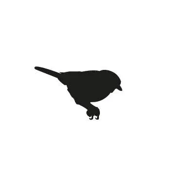 Photo of The Black Sparrow